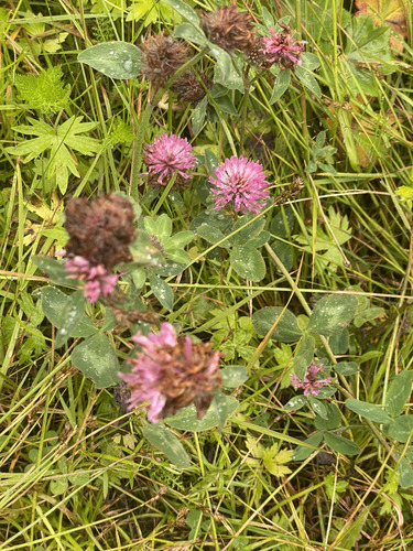 Red Clover