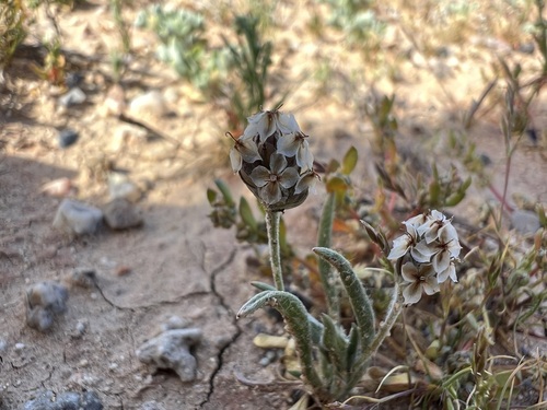 Plantago ovata, photograph 3
