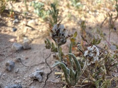 Plantago ovata, photograph author not stated, no rights reserved