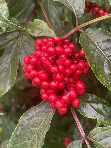 red-berried elder