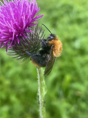 Common Carder Bumble Bee