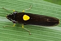 Acrogonia nigriceps image