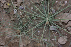 Koelpinia linearis