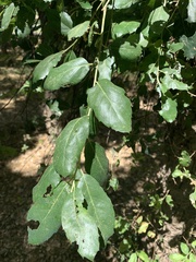 Quercus suber