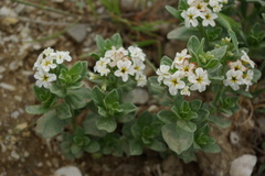 Tournefortia sibirica