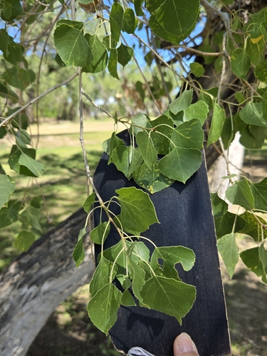 Frémont Cottonwood