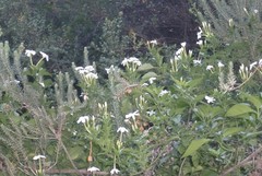 Jasminum multipartitum