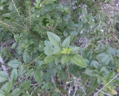 Jasminum multipartitum