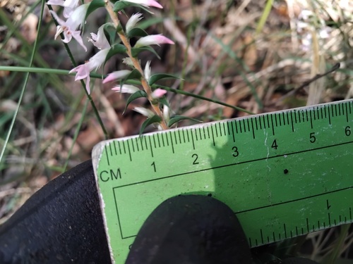 Epacris purpurascens, photograph 4