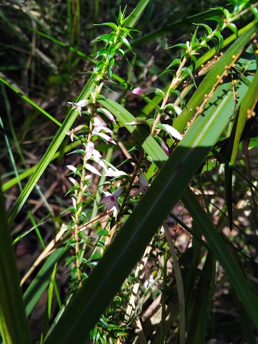 Epacris purpurascens, photograph 5