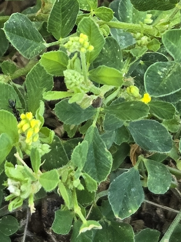 Black Medick