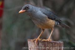 Turdus abyssinicus