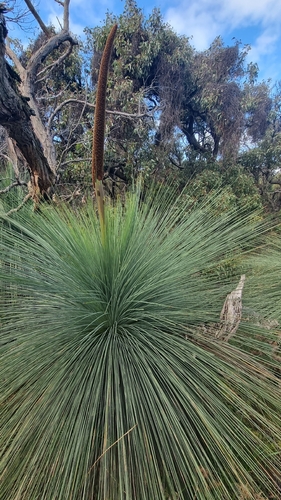 Xanthorrhoea australis, photograph 3