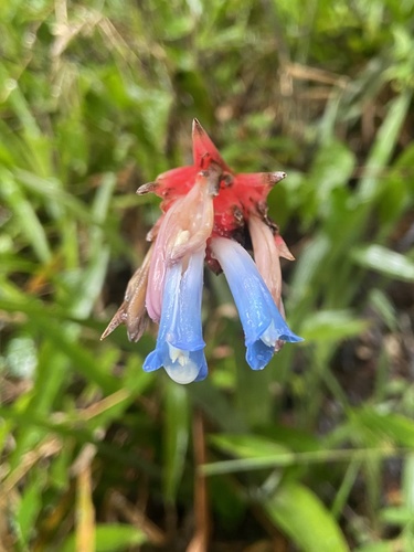 Quesnelia strobilospica