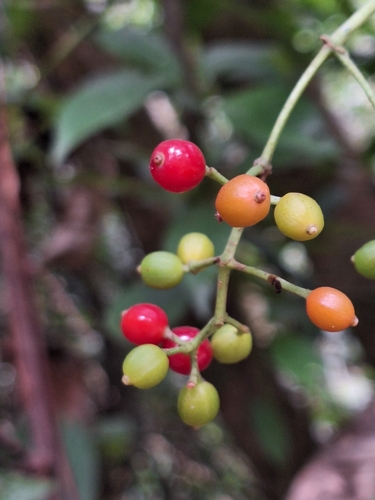 Psychotria carthagenensis, photograph 1