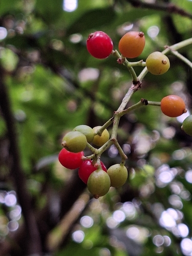 Psychotria carthagenensis, photograph 2