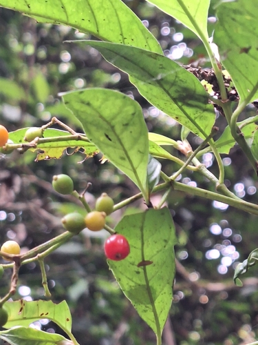 Psychotria carthagenensis, photograph 3