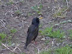 Sturnus vulgaris