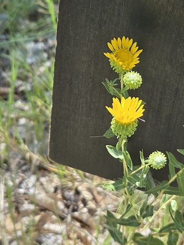 Curlycup Gumweed