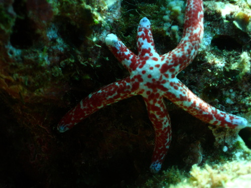 Spotted Linckia photographed in Hawaii