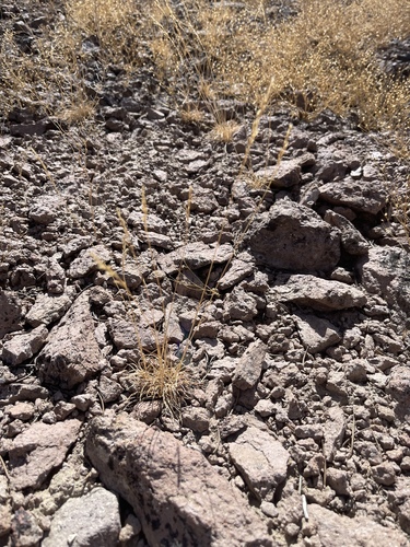 Poa secunda observed 2026-08-16