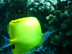 Forcipiger longirostris