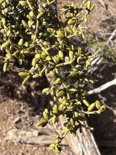 Everistia vacciniifolia, photograph 3