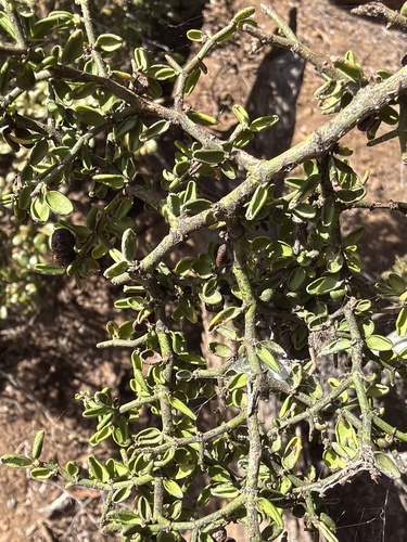 Everistia vacciniifolia, photograph 4