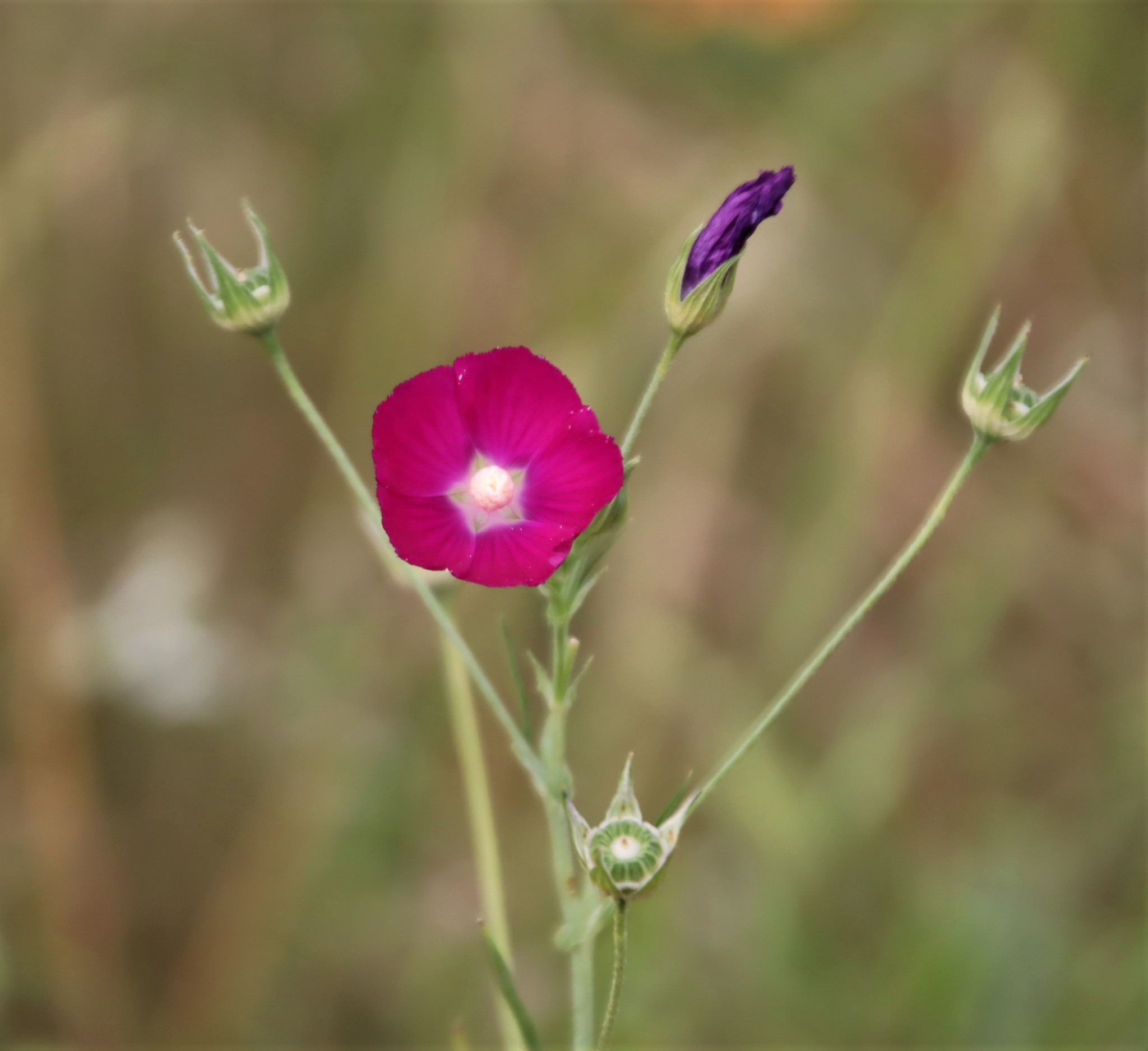 Callirhoe leiocarpa