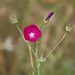 Tall Poppymallow - Photo (c) Ron Stephens, some rights reserved (CC BY-NC), uploaded by Ron Stephens