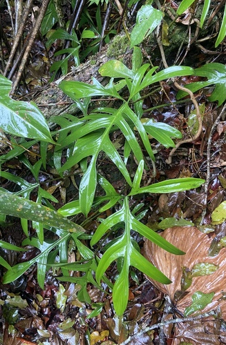 Philodendron pedatum