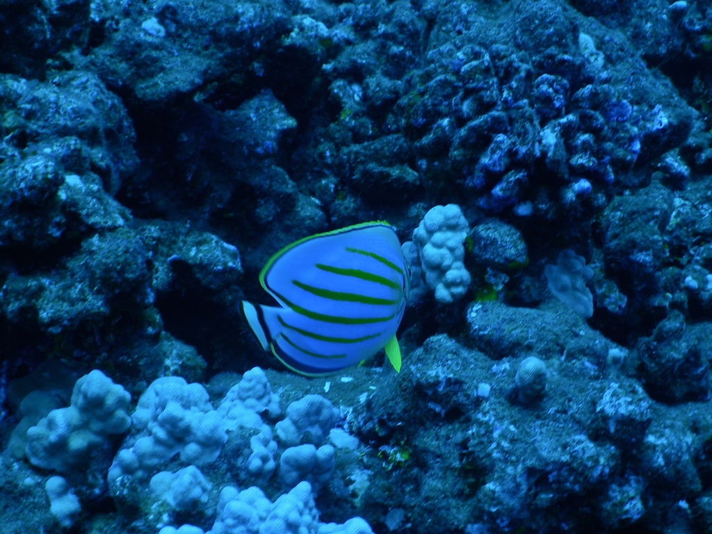 Clown Butterflyfish