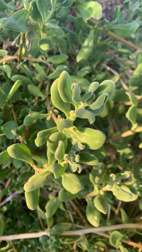 Tetragonia decumbens, photograph 2