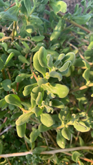 (c) Millie Brady, some rights reserved (CC BY) Tetragonia decumbens, photograph (c) Millie Brady, some rights reserved (CC BY)