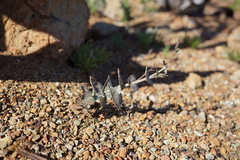 Streptanthus brachiatus