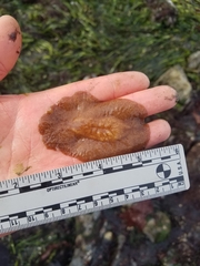 Kaburakia excelsa