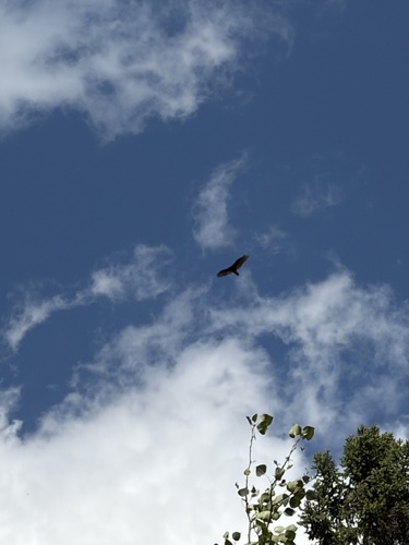 Turkey Vulture