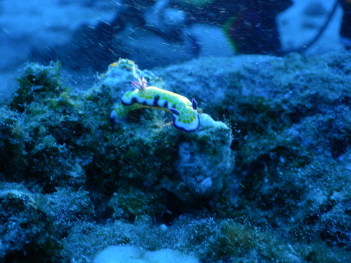 Imperial Nudibranch