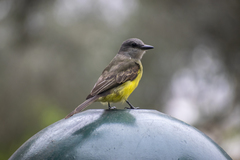 Tyrannus melancholicus