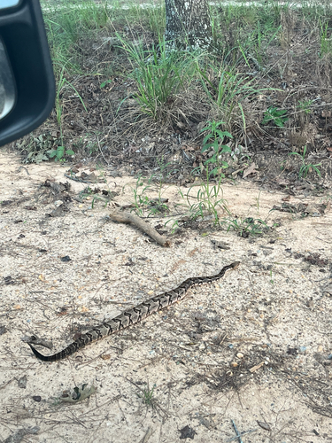 Timber Rattlesnake