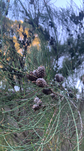 Allocasuarina lehmanniana (Allocasuarina lehmanniana)