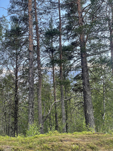Scots pine