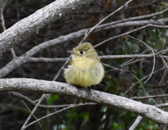 Empidonax occidentalis