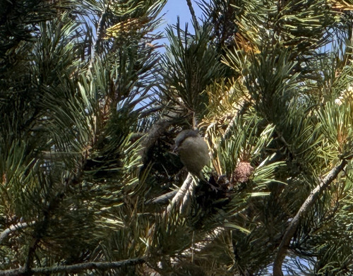 iNaturalist observation photo of Pygmy Nuthatch