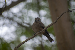 Pyrocephalus rubinus obscurus
