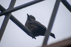 Pyrocephalus rubinus obscurus