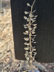 (c) Jo Roberts, some rights reserved (CC BY) Lepidium campestre, photograph (c) Jo Roberts, some rights reserved (CC BY)