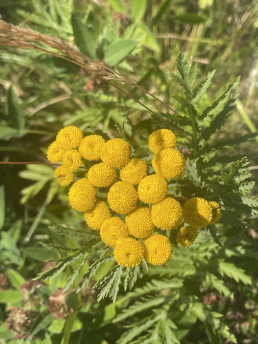 tansy