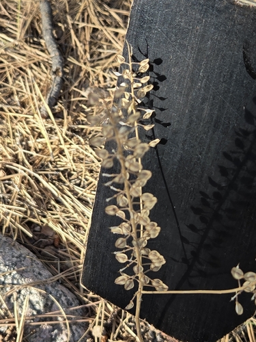 Lepidium campestre, photograph 4