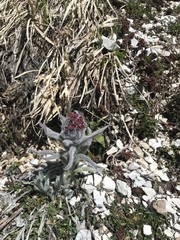 Cynoglossum magellense